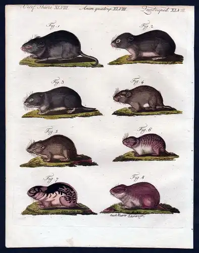 1806 - Mäuse Maus Lemming mouse Kupferstich engraving Bertuch