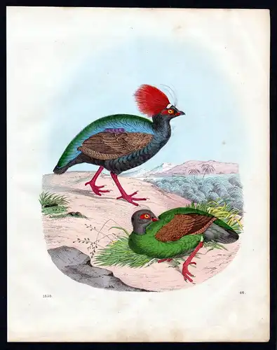 1858 Hoatzin Schopfhuhn Vogel Vögel bird birds Lithographie lithograph