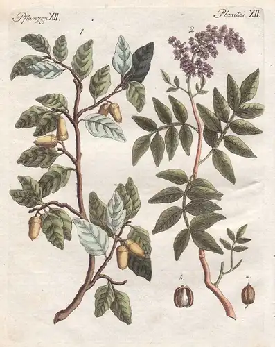 Korkbäume phellodendron Terpentin Baum tree Pflanzen plants Bertuch 1800