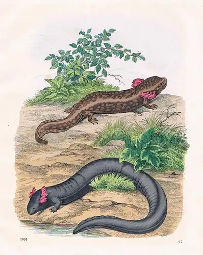 1861 - Axolotl Schwanzlurch Reptil Reptilien Lithographie lithography