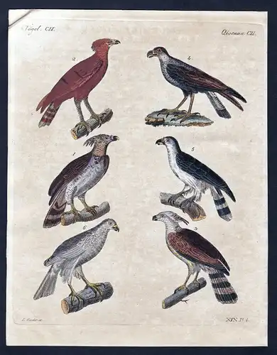 1800 Vogel Vögel bird birds Adler eagle Kupferstich Bertuch antique print