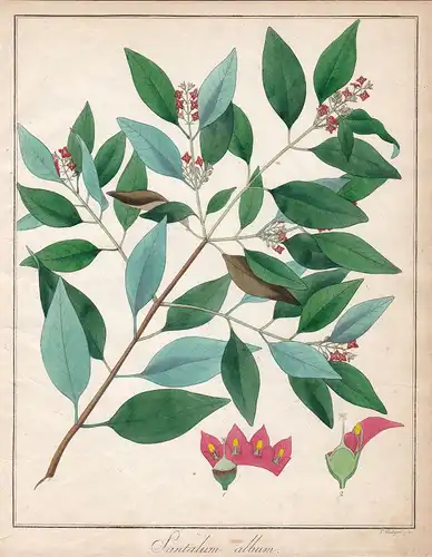 Ca. 1830 Sandelholzbaum sandalwood Botanik botany Kupferstich antique print