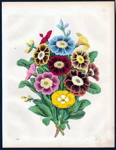 1856 - Aurikeln Blumen Blume folowers flower Lithographie lithograph
