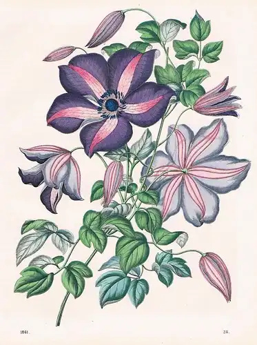 1861 - Waldrebe Klematis Blumen Blume flower Lithographie lithography