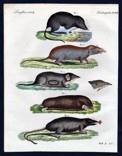 1806 - Spitzmaus Maus mouse Kupferstich engraving Bertuch