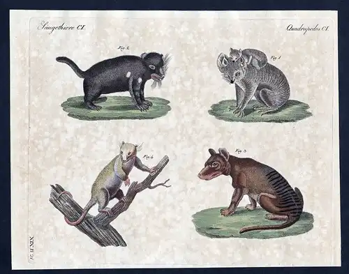 1800 Koala koala Beuteltier marsupial Kupferstich Bertuch antique print