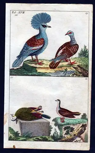 1800 Taube Krontaube crowned pigeon bird Vogel Vögel birds Kupferstich engraving