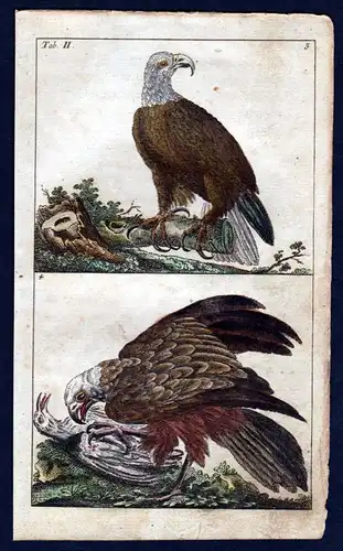 1800 Bachstelze wagtail Vogel Vögel bird birds Kupferstich engraving