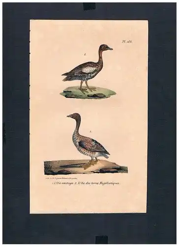 1830 - Gans Gänse goose geese Vogel Vögel bird birds Lithographie Lithograph