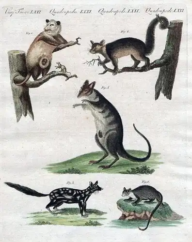 1800 - Marder Wiesel Ratten Kupferstich Bertuch