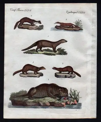 1800 Otter Marder Mustelidae Nerz Mink Fischotter Bertuch Kupferstich engraving