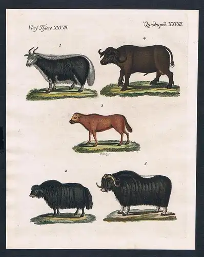 1800 - Ochse Büffel Sarluk ox buffalo engraving Kupferstich Bertuch