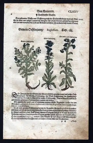 1580 - Ochsenzungen Ochsenzunge herbal Kräuter Kräuterbuch Lonicer Holzschnitt