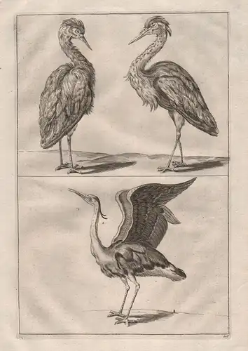 1700 Reiher Vogel Vögel bird birds heron etching Kupferstich antique print