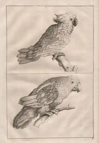 Papagei Kakadu Vogel Vögel bird parrot cockatoo birds Kupferstich antique print