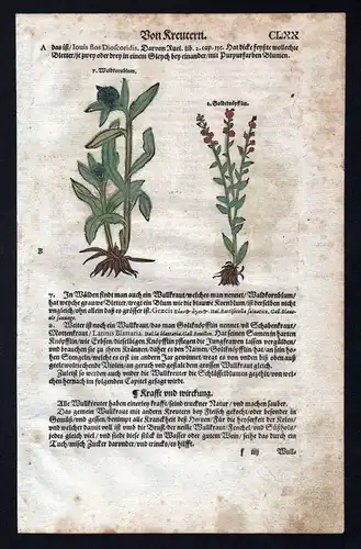 1580 - Königskerzen Goldknöpfchen herbal Kräuter Kräuterbuch Lonicer Holzschnitt