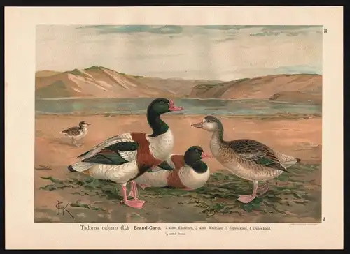 1880 - Brand-Gans Gans Gänse Common Shelduck goose Farblithographie Naumann