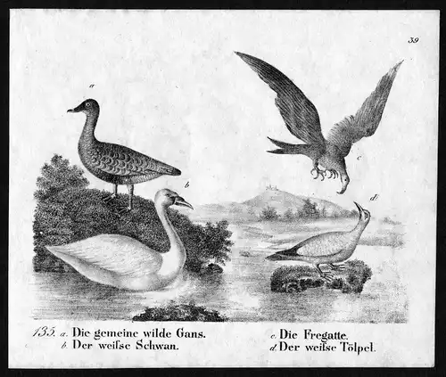 1830 - Gans Gänse Schwan Fregatte Tölpel Vögel birds Lithographie antique print
