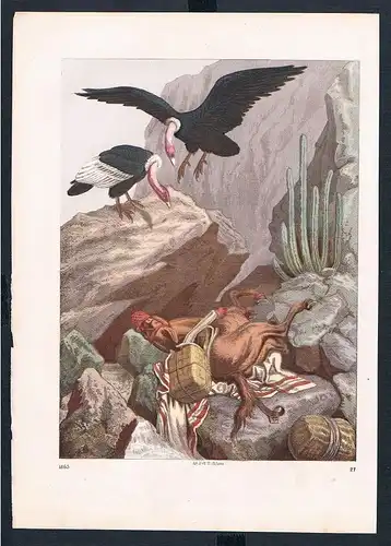 1865 - Geier vulture Pferd horse Sturz overthrow Original Druck print