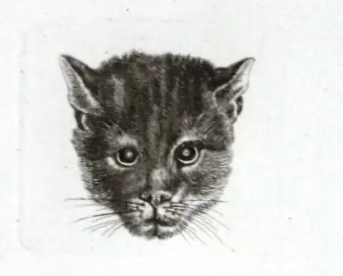 1857 Katze Kätzchen cat Kopf head Kupferstich engraving Carl August Lebschee