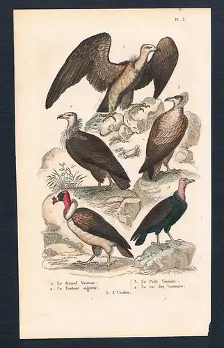 1840 - Geier vulture Vögel birds bird antique print engraving Stahlstich