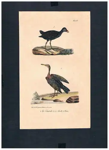 1830 - Sonnenralle sunbittern Vogel Vögel bird birds Lithographie Lithograph