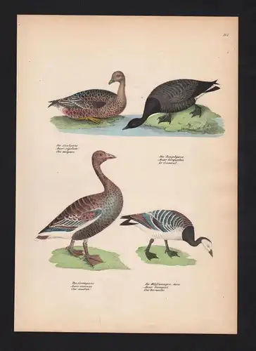 1840 - Gänse Anserinae geese Graugans Gans Vogel Vögel bird birds Lithographie