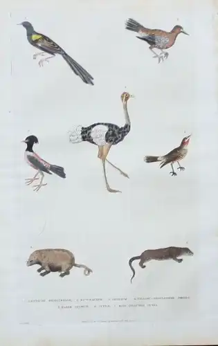 1780 - Nachtigall nightingale Vogel bird Otter animals engraving Kupferstich