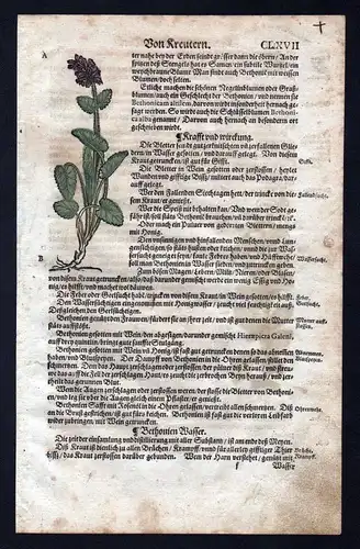 1580 - Betonien Eisenkraut herbal Kräuter Kräuterbuch Lonicer Holzschnitt