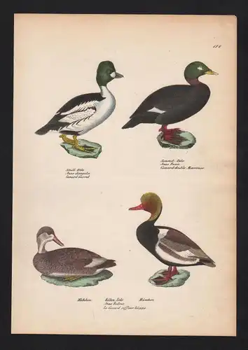 1840 - Kolbenente red-crested pochard Ente Vogel Vögel bird birds Lithographie