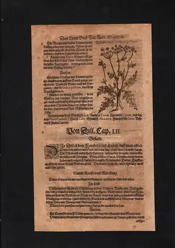 1580 - Echter Kümmel Caraway herbs Herbal Kräuter Kräuterbuch Mattioli