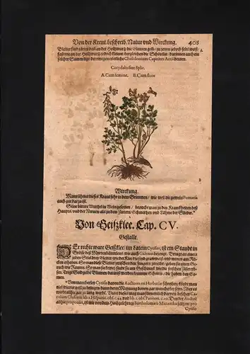 1580 - Lerchensporne Corydalis Klee herbs Herbal Kräuter Kräuterbuch Mattioli