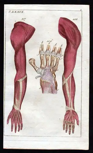 1800 Handwurzel carpus arm hand Anatomie anatomy Medizin medicine Kupferstich
