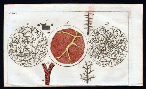 Ca. 1800 Blut blood Mikroskop Anatomie anatomy Medizin medicine Kupferstich