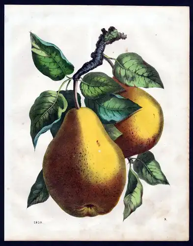1858 Williams Christ Birne Birnen pear pears Botanik Lithographie lithograph