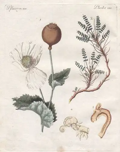 Arzneipflanze medicinally Schlafmohn Opium Pflanze plant Pflanzen Bertuch 1800