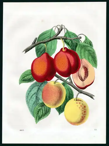 1863 Pflaume Pflaumen plums plum pruns Botanik botany Lithographie lithograph