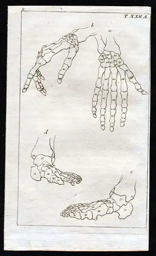 1800 Hand Fuß foot bones Knochen Anatomie anatomy Medizin medicine Kupferstich