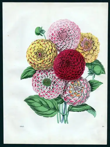 1863 Dahlien Dahlia Georginen Botanik botany Lithographie lithograph flower