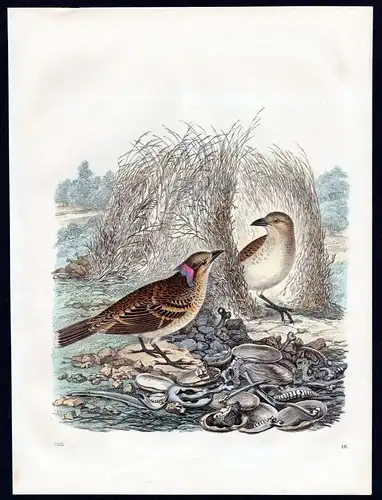 1863 Vogel bird Vögel birds Nest Lithographie lithograph