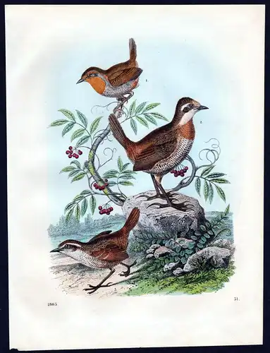1863 Vogel Vögel bird birds Chile South America Lithographie lithograph