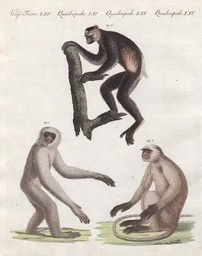 Indri Moloch Entelle Affen monkeys Affe monkey Primat primate Bertuch 1800