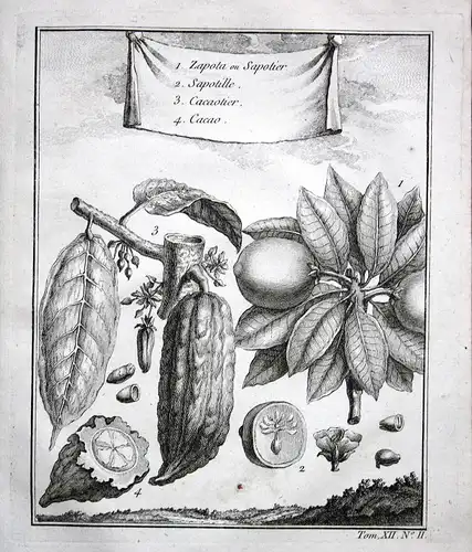 Ca. 1750 Cocoa Kakao Pflanze plant bean botany Botanik Kupferstich antique print