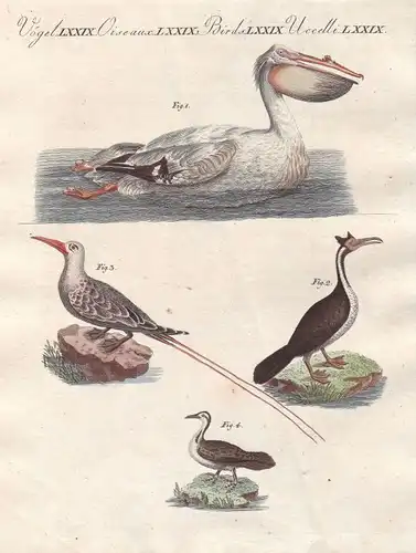 Pelikan pelican Schlangenhalsvögel darter Tropikvögel Vogel bird Bertuch 1800