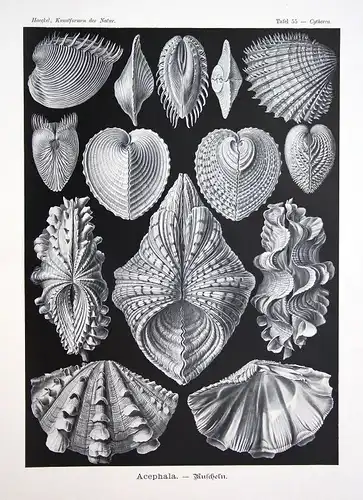 Muscheln Bivalvia molluscs Kunstformen der Natur Ernst Haeckel Tafel plate 55