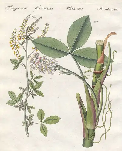 Steinklee melilotus Fieberklee menyanthes Pflanze plant Pflanzen Bertuch 1800