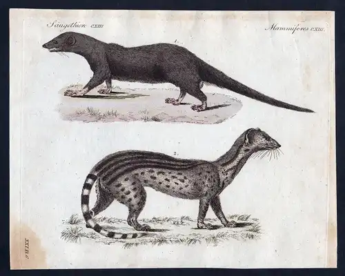 1800 Raubtier Mangusta mongoose Carnivora Kupferstich Bertuch antique print