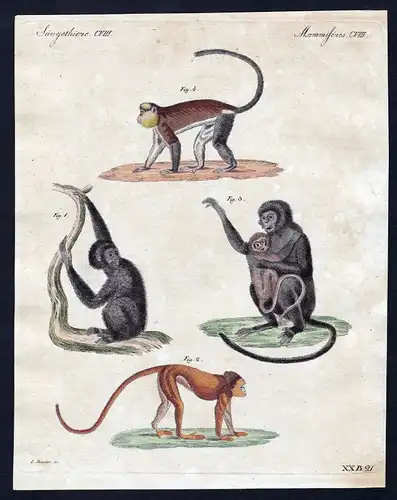 1800 Affen monkey monkeys Affe Säugetier Kupferstich Bertuch antique print