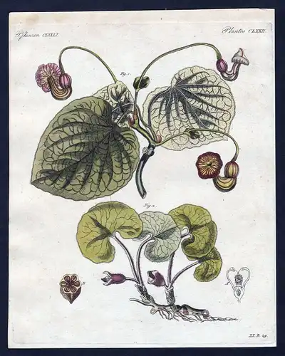 1800 Haselwurz baccara Blume Pflanze flower plant Pflanzen Kupferstich Bertuch