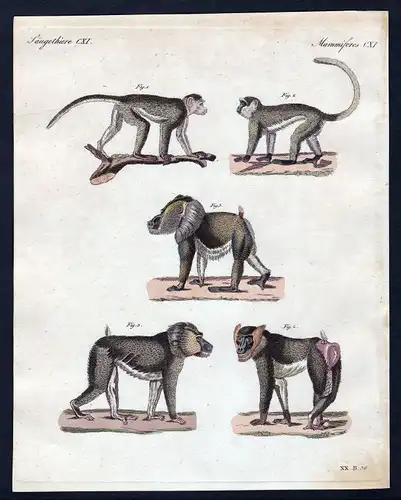 1800 Affen monkey Affe monkeys Säugetier Kupferstich Bertuch antique print